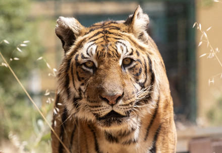 Rescue Tigers Fangio and Charly from an illegal breeding farm in Argentina Tiger Fangio