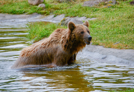 Bear Dasha Bear Dasha