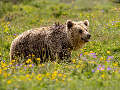 Bear Amelia at Arosa