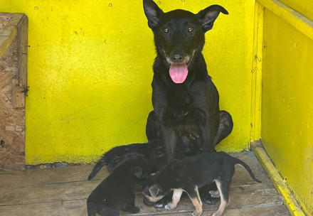 Rescue Nadiya Rescue Nadiya