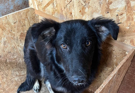 Rescue Becky Dog Becky, Mykolaiv, Ukraine