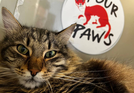 Rescue Cat Bilka | Project Kishka Rescue Cat Bilka | Project Kishka