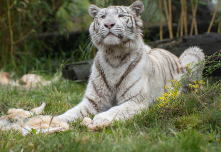 White tigress Charlota lying in green grass