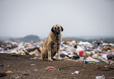 Stray dog in Kosovo