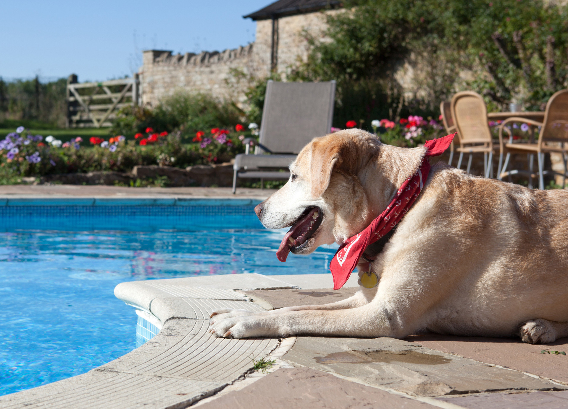 Dog sat by a swimming pool