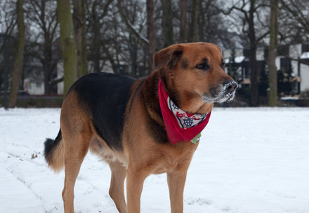 Dog in the snow