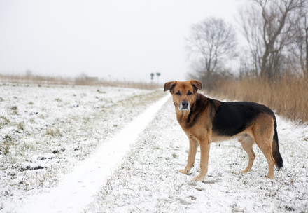 Dog outside in snow