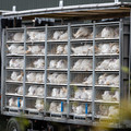 Transport truck full of turkeys Transport truck full of turkeys