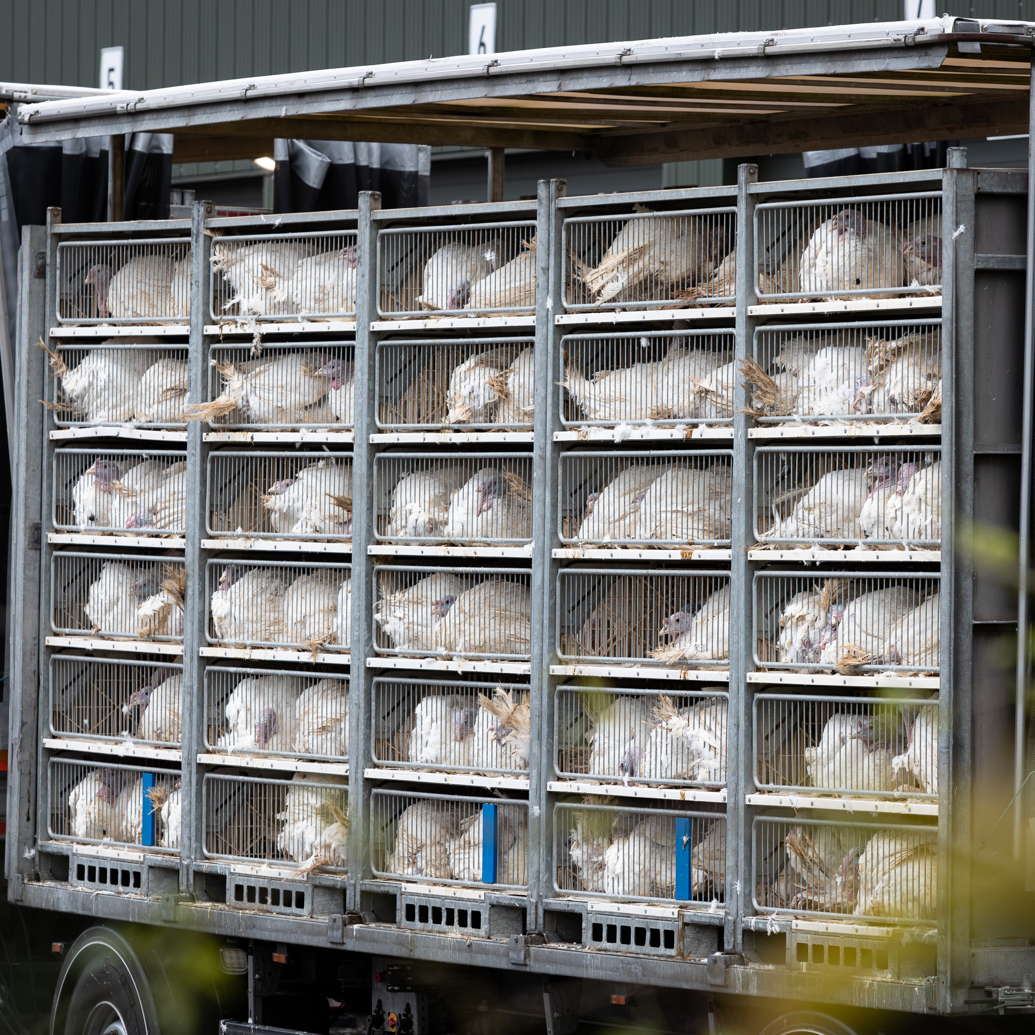 Transport truck full of turkeys Transport truck full of turkeys