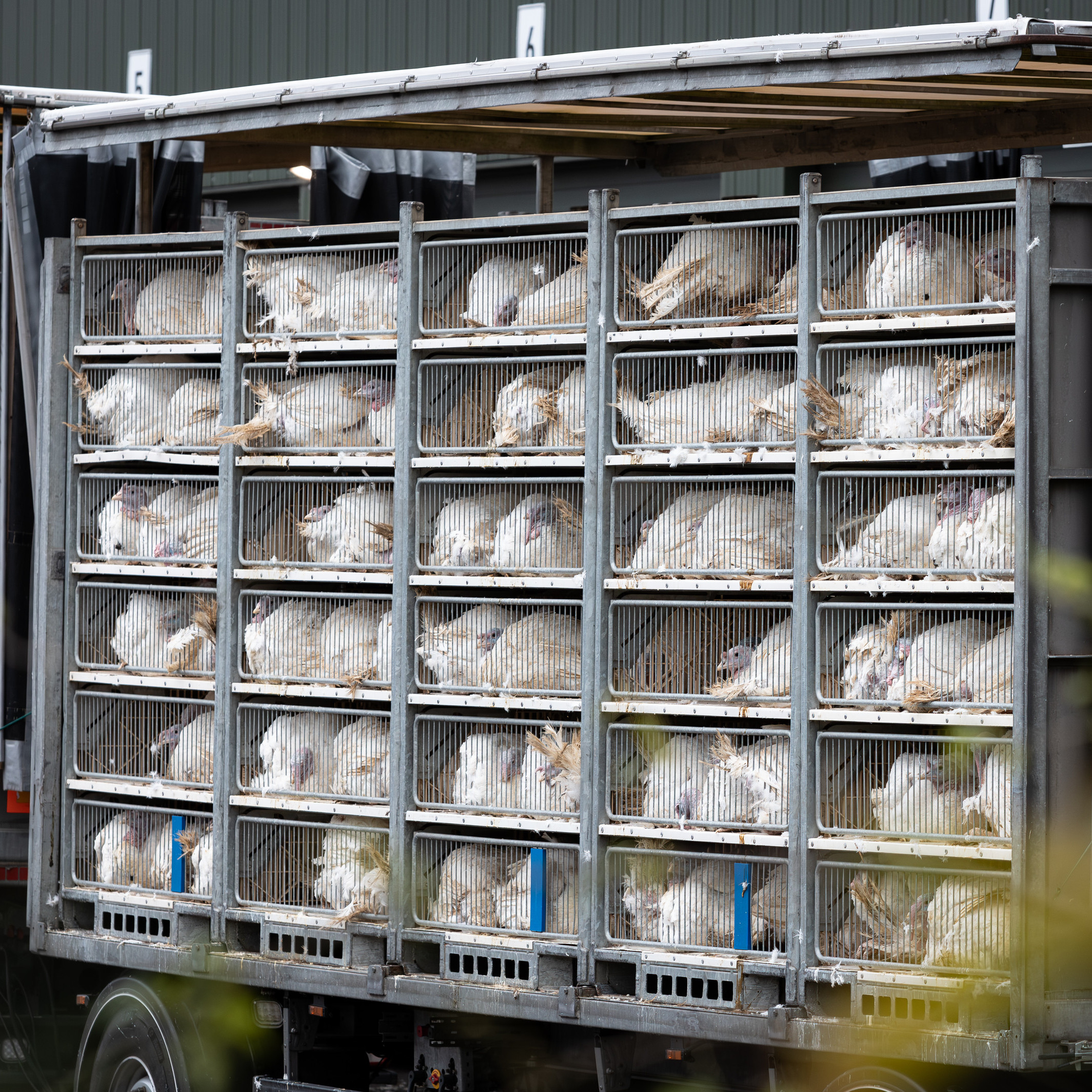Transport truck full of turkeys Transport truck full of turkeys