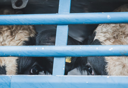 Cows being live transported in truck