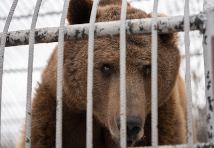 Brownbear Dunbar in a cage