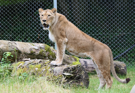 Lioness Manuschka Lioness in safe enclousure