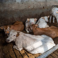 Cows on fully slathered floor Cows on fully slathered floor