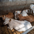 Cows on fully slathered floor Cows on fully slathered floor