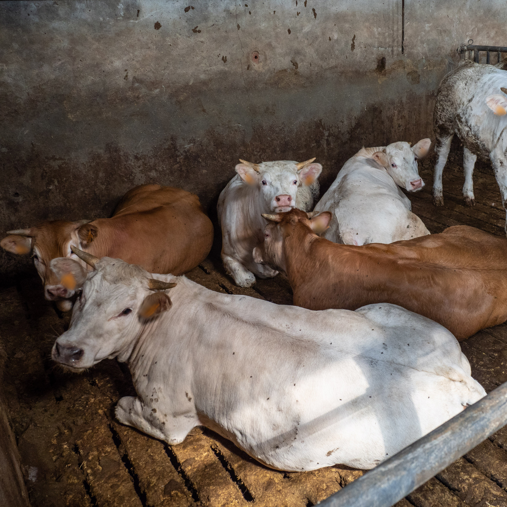 Cows on fully slathered floor Cows on fully slathered floor