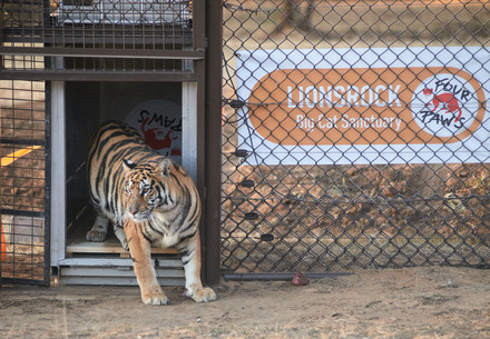 Slovakian tiger arrives at LIONSROCK