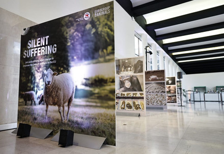 Sheep poster by animal welfare ngos