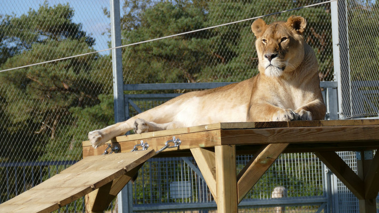 Lioness Elza laying on a wooden platform at FELIDA