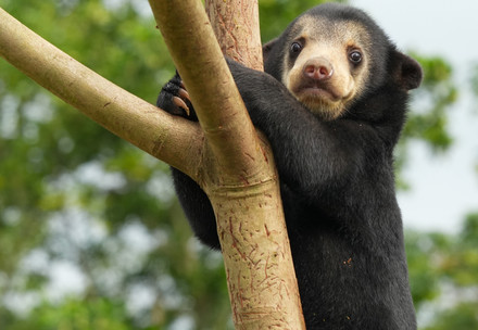 Rescue Bear Anuk Sun bear cub Anuk at BEAR SANCTUARY Ninh Binh