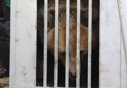 Bear in cage being rescued
