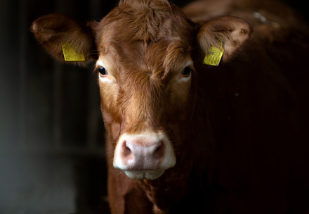 Cow on a farm