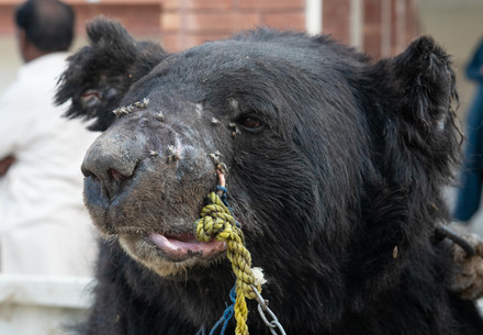 Rescue Bear Rocky Sickly black bear rescued from bear baiting in Pakistan.