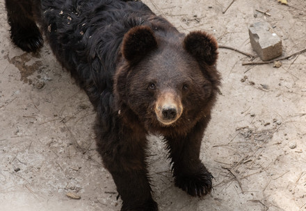 Rescue Bear Sunny Black bear in an enclosure