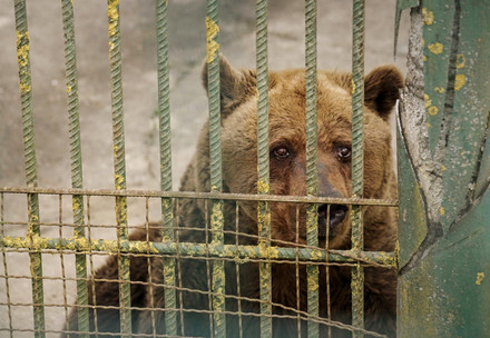 Rescue Bear Felix Brown bear behind bars in captivity