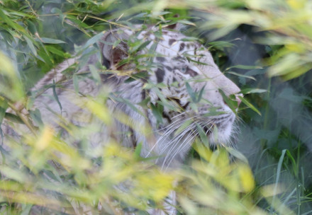 Rescue Tigress Ramba White tiger in an outdoor enclosure