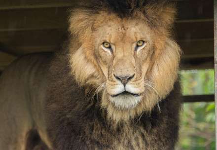 Rescue Lion Diego Lion Diego in the Czech Republic