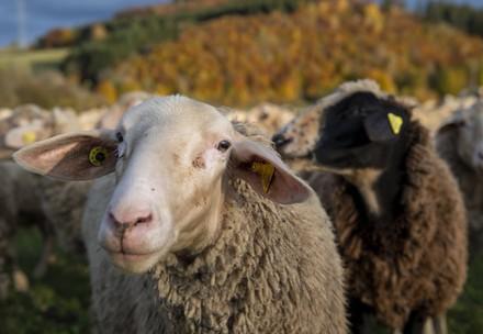 Sheep in a meadow