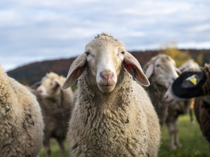Sheep