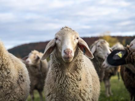 Sheep
