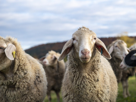 Merino sheep