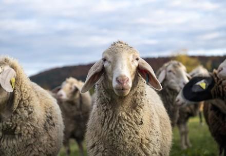 Sheep in Australia