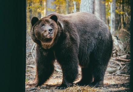 War in Ukraine Bear in BEAR SANCTUARY Domazhyr