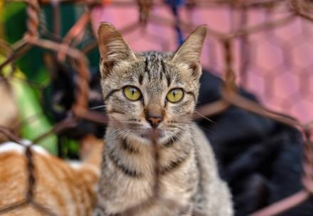 Cat slaughterhouse closure in Vietnam Cat slaughterhouse closure in Vietnam