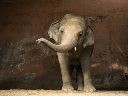 Elephant Kaavan