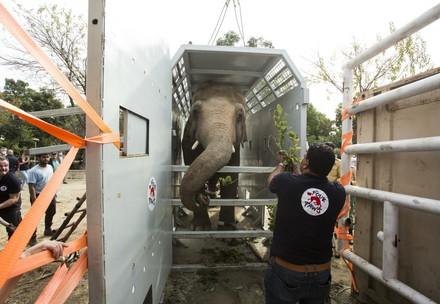Transfer of Elephant Kaavan