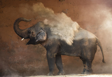 Kaavan Elephant