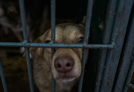 Dog in shelter