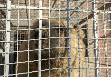 Bear in a cage