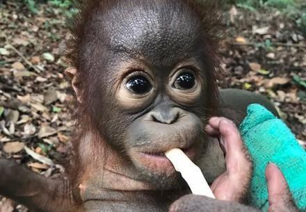 Rescue Orangutan Bhima Baby Orangutan Bhima