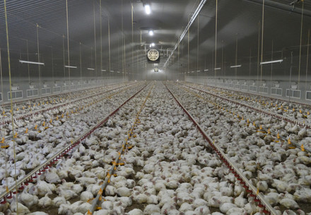 Broiler chickens