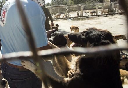 Dog in shelter