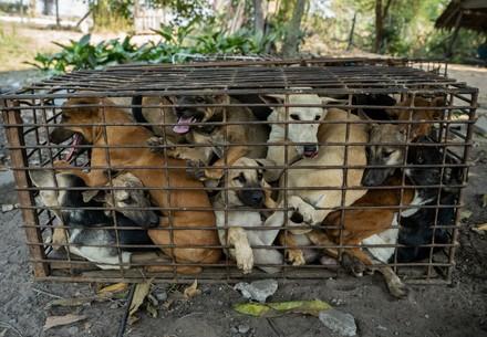 61 dogs intercepted on route to Cambodian slaughterhouse Dogs in a tiny cage at a slaughterhouse