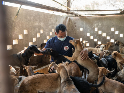 Rescued dogs