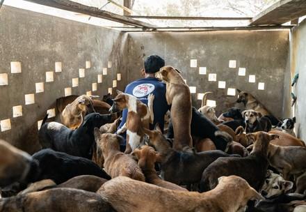 Dogs rescued
