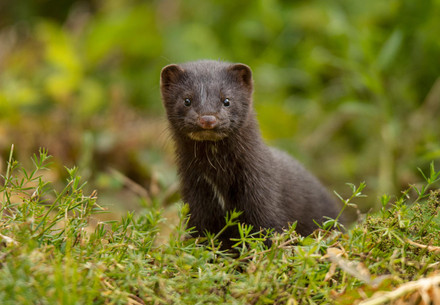 Mink